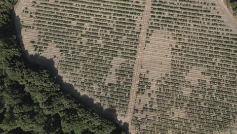 vertical aerial flyover of grape vine vineyard in french pyrenees