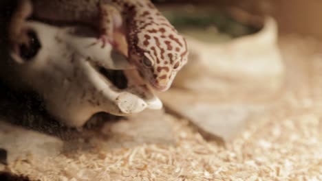 a leopard gecko is perched in its enclosure