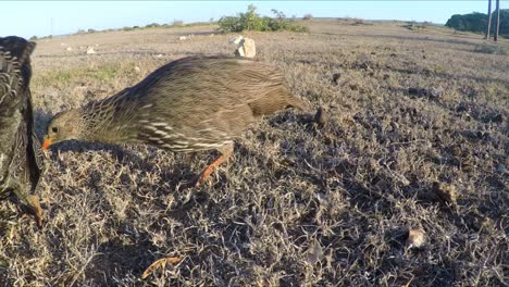 male and female cape spurfowl pecking at seeds in the early morning close up