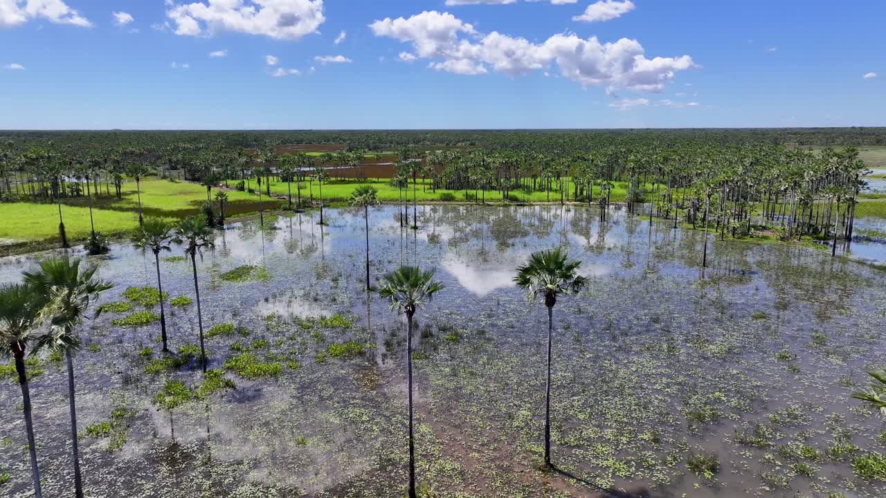 Skyline della palude a Luis Correia nel Piauí, Brasile. Paesaggio del Delta del Parnaíba. Skyline di mangrovie. Skyline della palude a Luis Correia nel Piauí, Brasile. Safari nel Delta delle Americhe. Palude del Delta