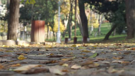 autumn leaves on a park pavement