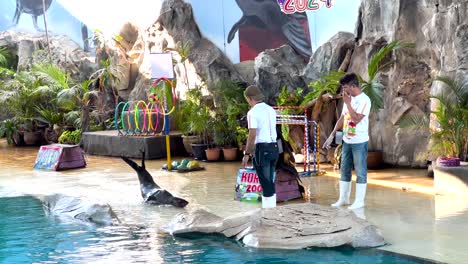 sea lions perform tricks with trainers