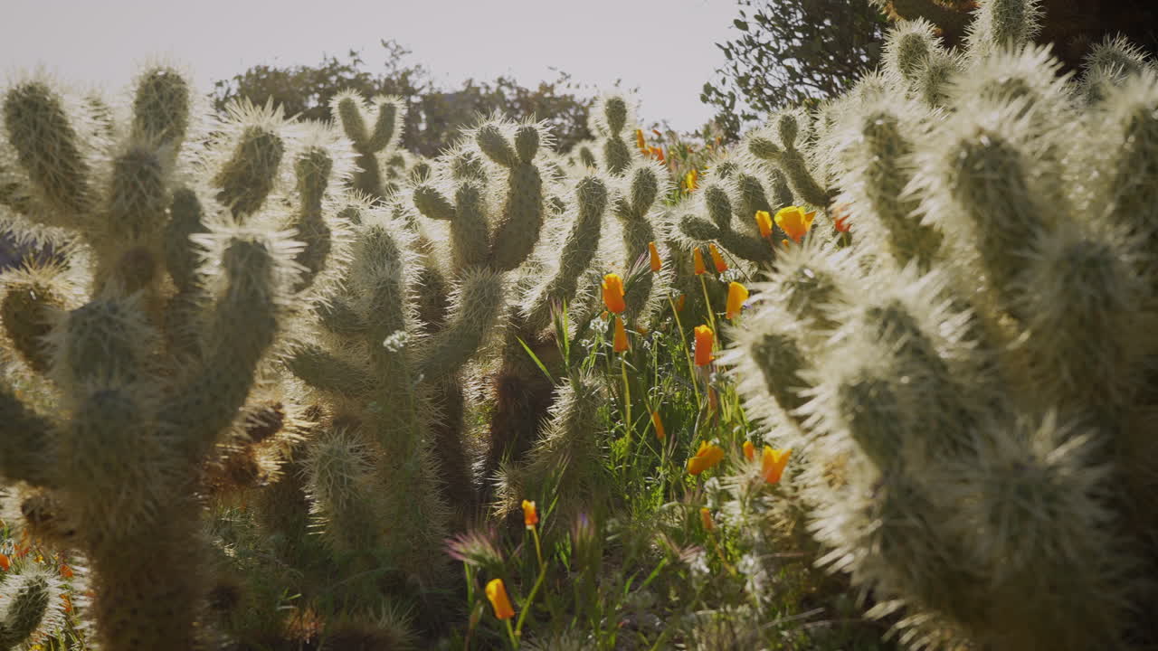 Backlit Teddy Bear Cholla Cacti and California Poppy flowers blooming in the desert outside Phoenix, Arizona