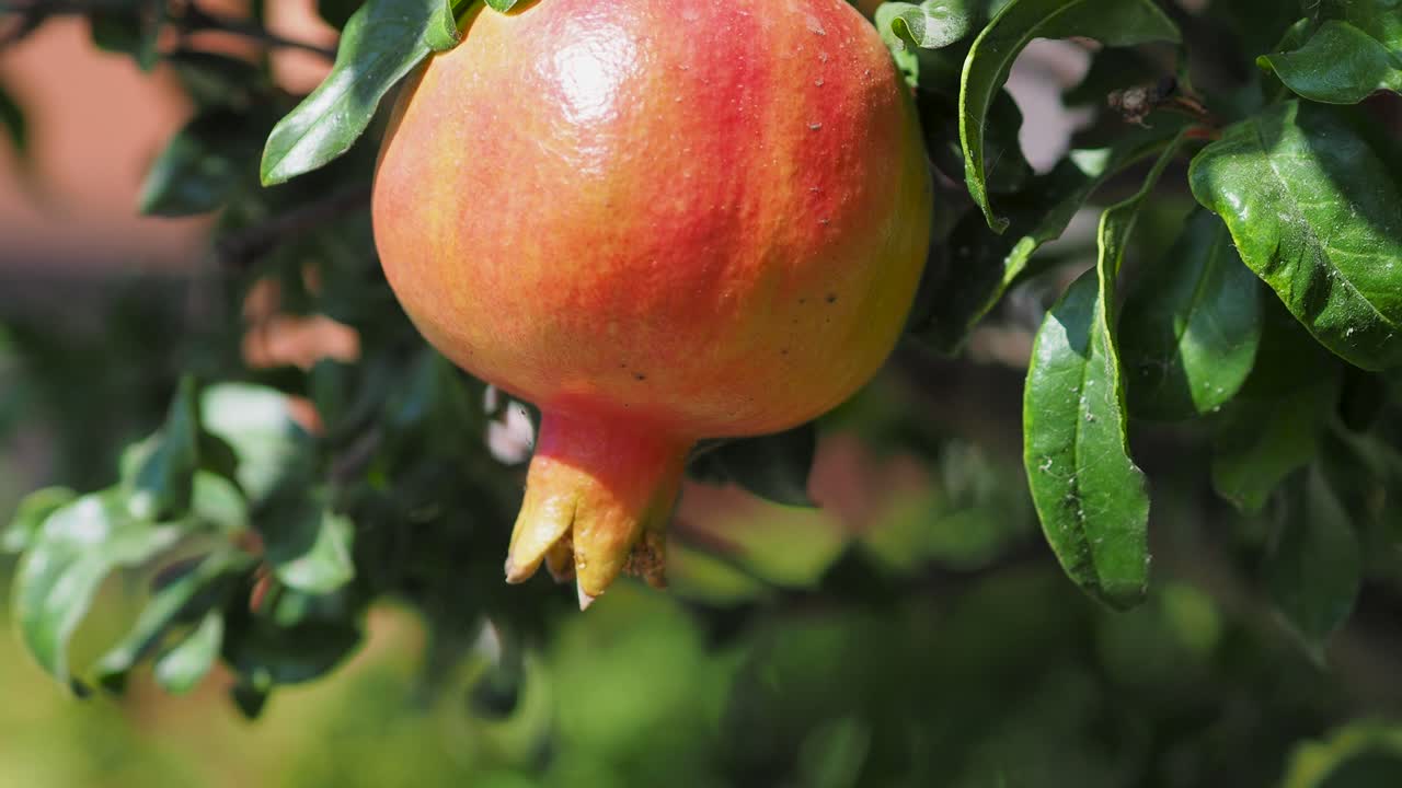 Vildt granatæble på et træ, hjemmehave, granatæbletræ i solskin