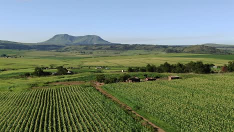 Sweeping-orbit-aerial-of-rural-African-farmhouse-and-field-of-maize