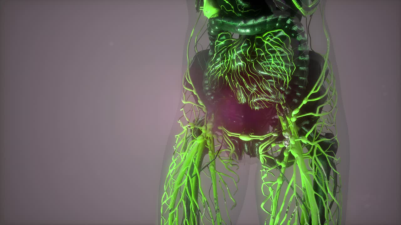 cuerpo humano con vasos sanguíneos brillantes