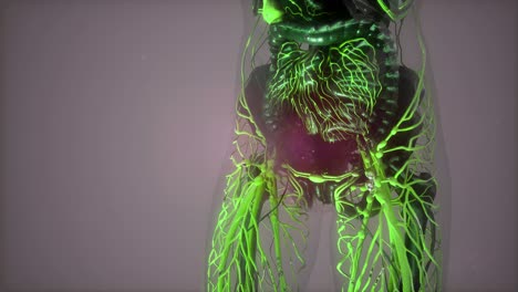 cuerpo humano con vasos sanguíneos brillantes