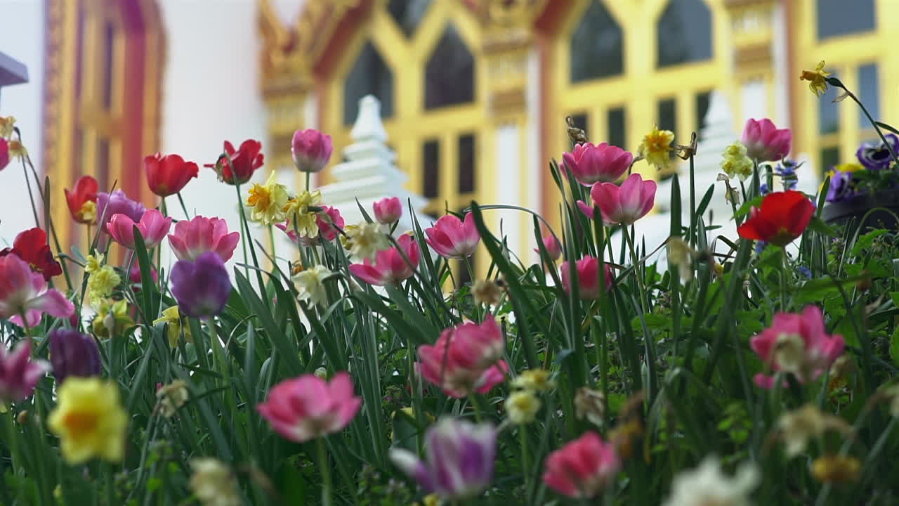 Una brezza di vento che soffia attraverso un campo di tulipani e narcisi e un tempio buddista thailandese nascosto sullo sfondo.