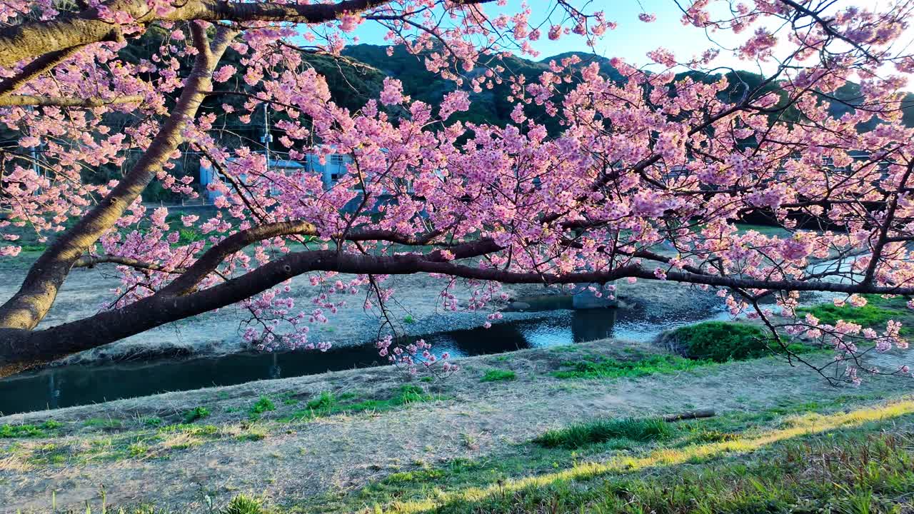 Un'ampia panoramica dai fitti rami di un albero di Kawazu-zakura rosa a una vista panoramica sul fiume con un ponte e montagne durante un vivace tramonto primaverile a Shizuoka, Giappone