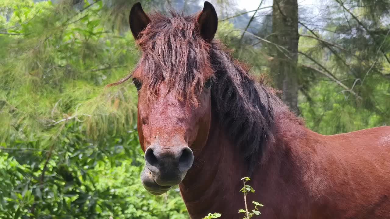 caballo marrón en un bosque