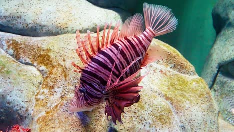 close up of magnificent lionfish next to rocks in a large aquarium