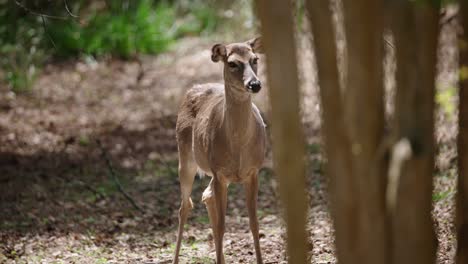 doe standing in forest clearing behind tree trunks, turning her head