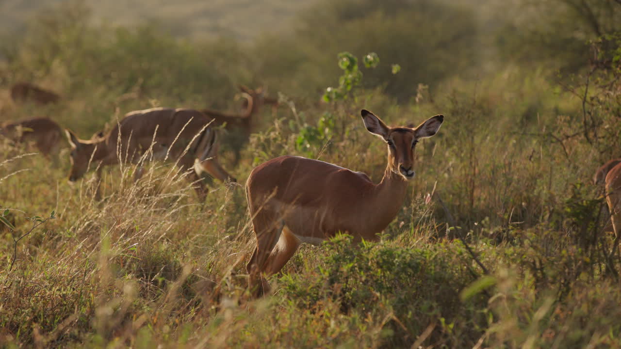 Hunimpala græsser med sin flok på savannen ved solopgang.