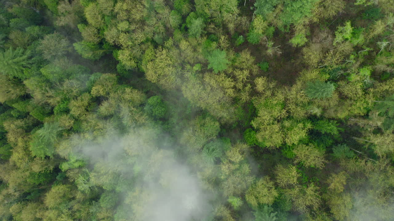 Thick dense fog lays low over the evergreen forest