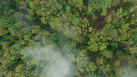 una espesa y densa niebla se cierne sobre el bosque de hoja perenne