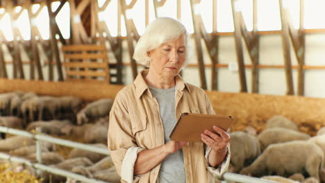 caucasienne vieille femme agricultrice aux cheveux gris debout dans une écurie avec un troupeau de moutons et à l'aide d'une tablette