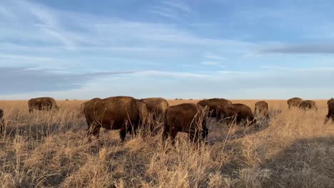 bisonte alimentándose en las llanuras de la reserva de oklahoma