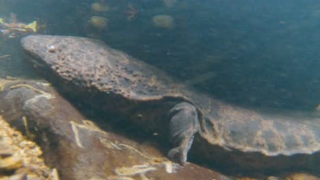 japanese giant salamander under rock in nawa river, slowly searching for prey