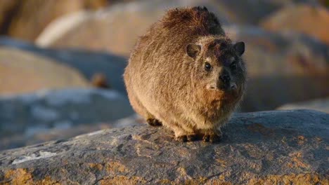 un primer plano de rock hyrax respirando, filmado en la bahía de mossel en sudáfrica.