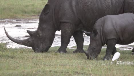 young rhino with mother grazing in the field with white egret on a rainy day in kenya, africa