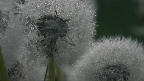 diente de león besado por el rocío