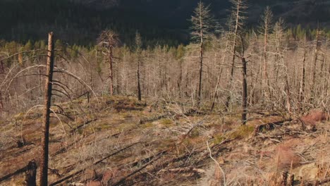 4k aerial dead trees in burnt forest