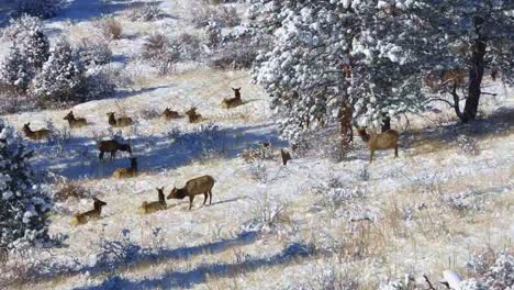 herd of cow elk resting and a group moving right to left on a snowy hillside in the rocky mountains of colorado