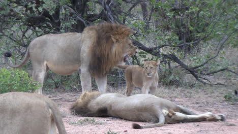 Zoom-in-to-a-snarling-male-lion-interacting-with-a-cub