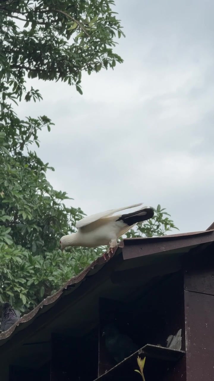 White Pigeon Taking Flight from a Wooden Birdhouse