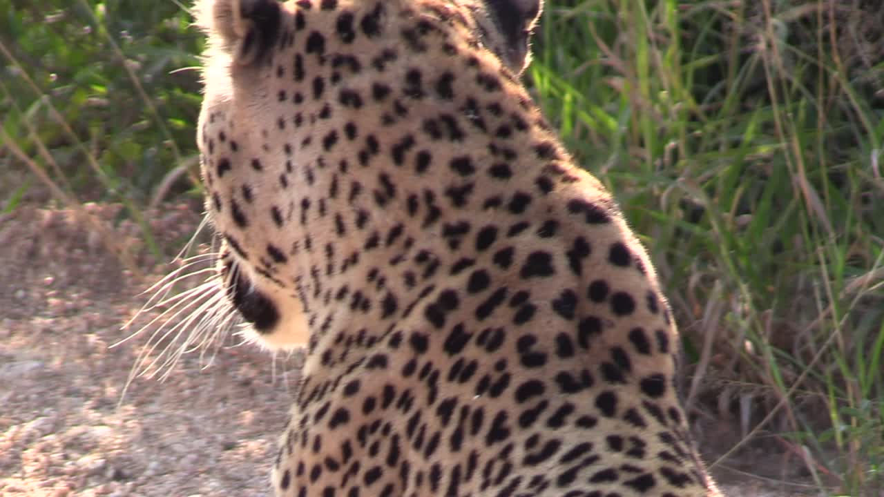 primer plano de un leopardo cuando se da cuenta de que lo están observando y se escabulle para tumbarse en la hierba.