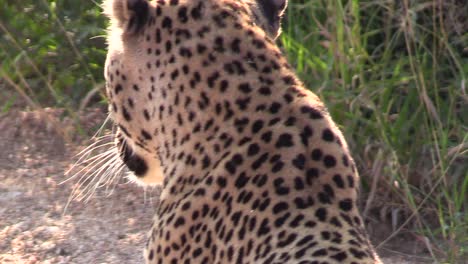 close-up of a leopard as it realizes it's being watched and slinks off to lay in the grass