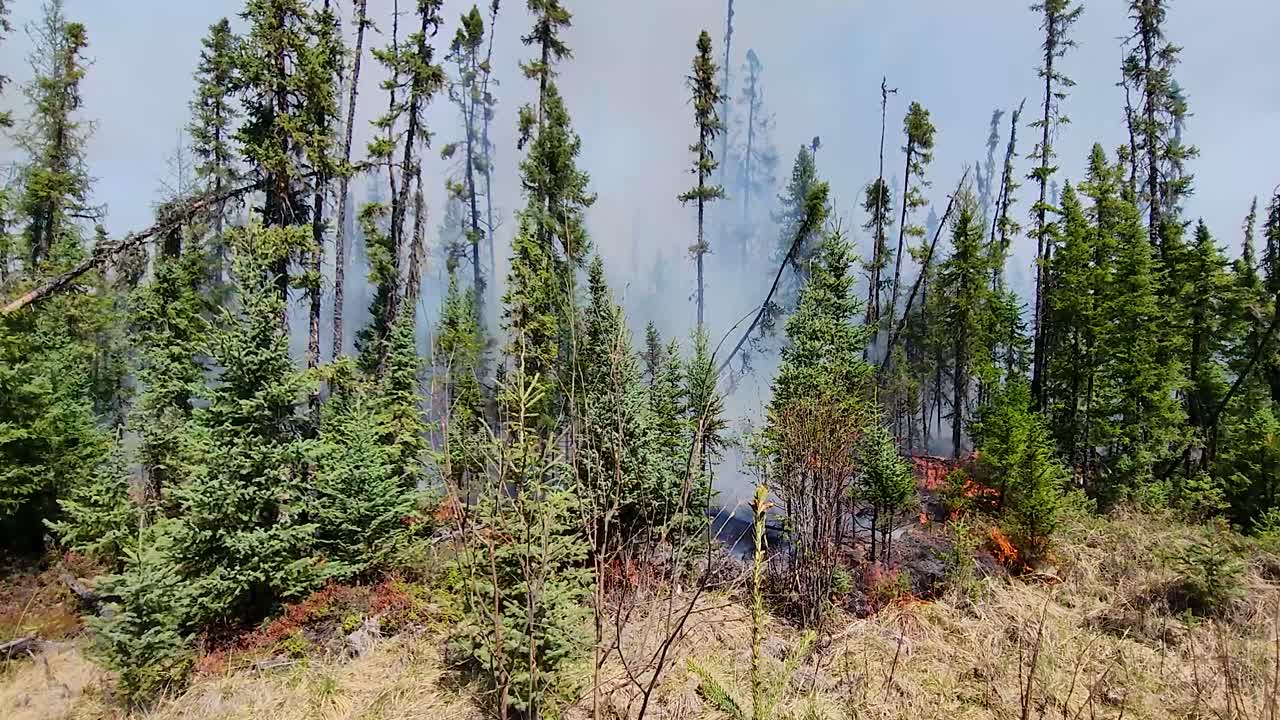 el fuego se apodera del bosque de pinos, el fuego está quemando la hierba seca y carbonizando los árboles, el humo emerge al cielo