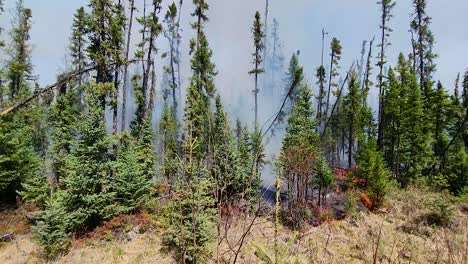 Fire-taking-over-pine-forest,-fire-is-burning-dry-grass-and-charring-trees,-smoke-emerges-to-sky