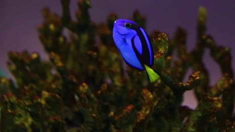 vibrant tropical fish navigating through coral reef