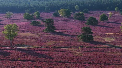 heathland landscape with trees and people walking