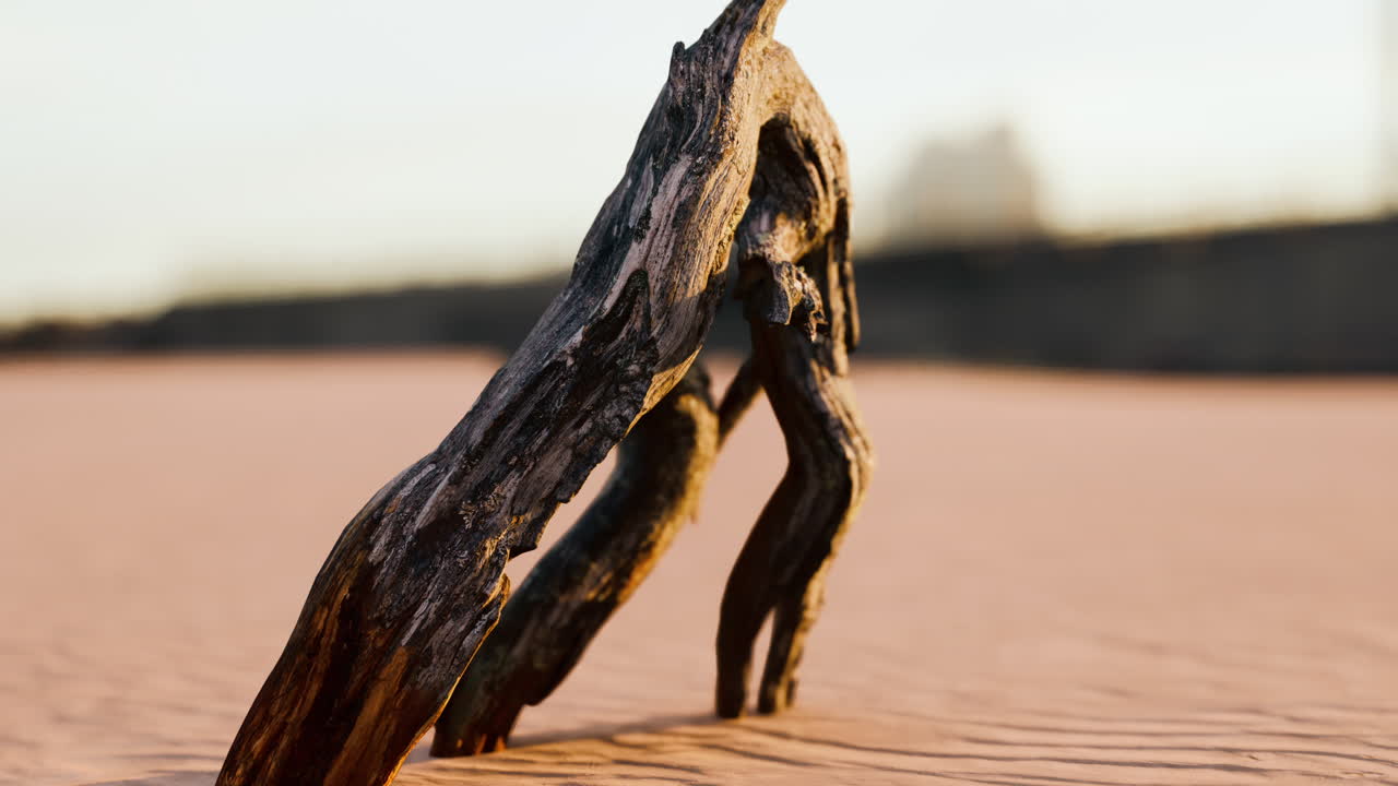 오래된 뿌리의 한 조각이 해변의 모래에 누워 있습니다.