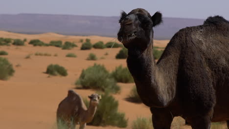 Slow-motion-of-dromedaries-eating-in-Merzouga-desert