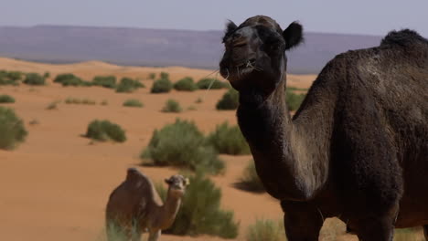 cámara lenta de dromedarios comiendo en el desierto de merzouga