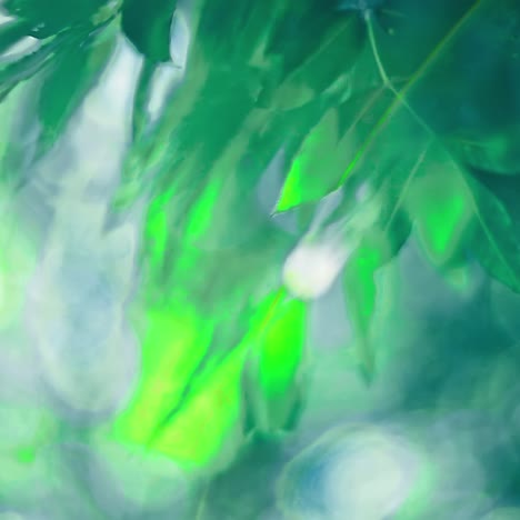 sol bajo el árbol