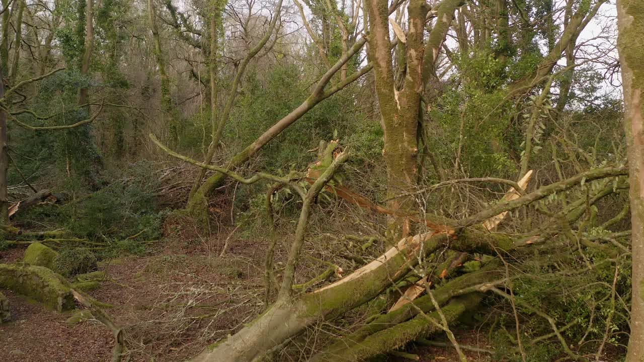 Storm aftermath showing uprooted trees and broken branches with cracked wood