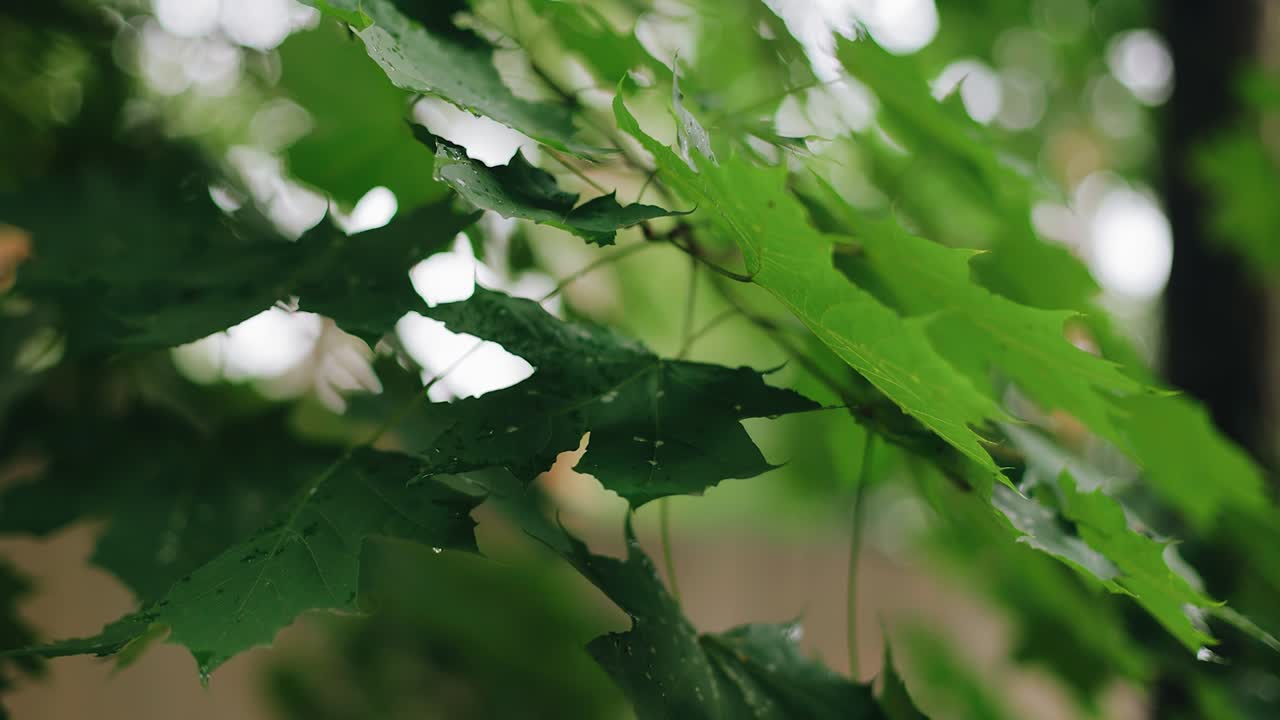 녹색 메이플 잎은 비가 내린 후 어 있습니다. 잎의 클로즈업 촬영