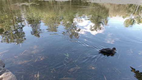 Freundliche-Braune-Enten-Paddeln-Um-Einen-Teich