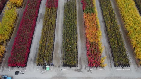 especies de árboles de colores vibrantes a la venta en el centro de jardinería