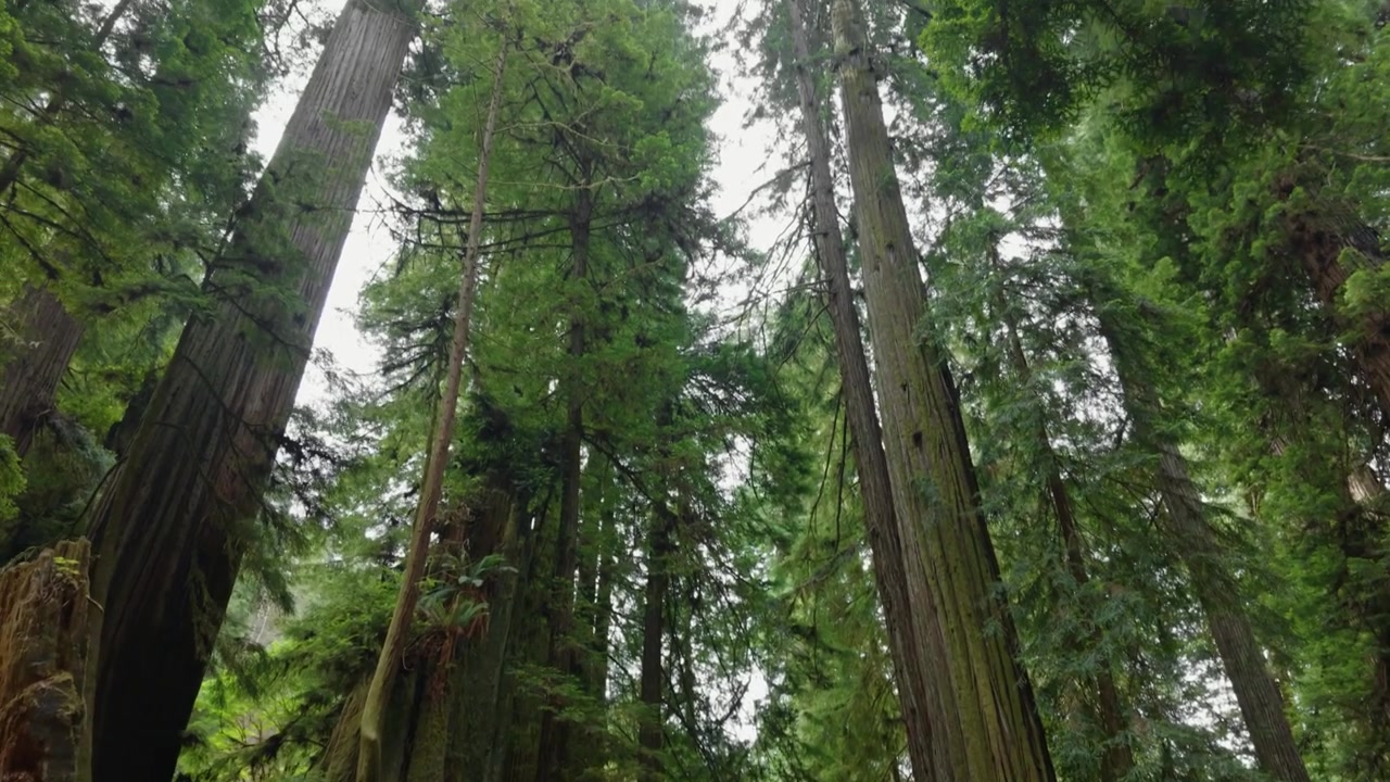 Donna che trascorre del tempo nella natura esplorando un'antica, maestosa e imponente foresta di sequoie