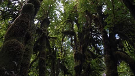 美國華盛頓州奧林匹克國家公園 (olympic national park, washington state, usa) 在一個溫暖的夏天,