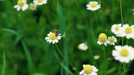 Apareamiento-Entre-Dos-Bichos-En-Flor-De-Manzanilla