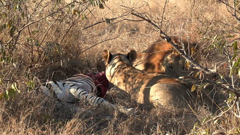 Löwen,-Die-Sich-Von-Einem-Zebra-Ernähren,-Töten-Im-Trockenen-Busch-Im-Greater-Kruger-National-Park,-Afrika