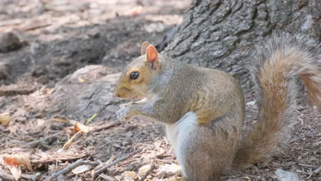 this charming video shows a squirrel enjoying its natural environment, nibbling a nut by a tree and later feasting beneath it, highlighting its playful behavior