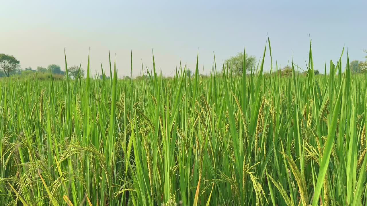 Close-up of dew-covered rice plants glowing in morning sunlight, capturing the freshness of early hours and the promise of a bountiful harvest in lush rural farmlands