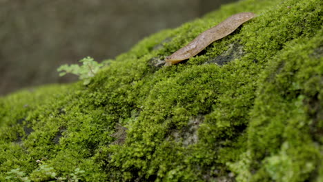 caracol que se mueve en la roca de césped de musgo